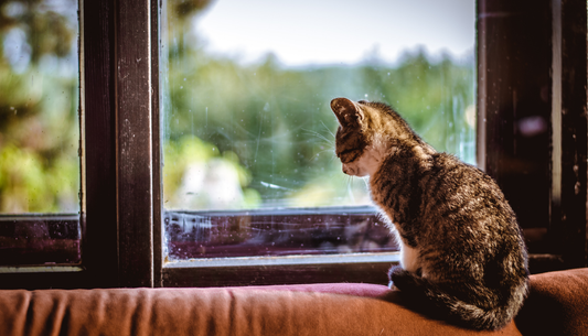 旅行や出張も怖くない！猫ちゃんが快適にお留守番できる準備って？